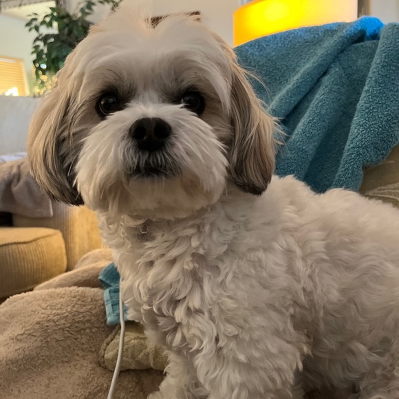 Meet your Posher, Ali! - Picture 4 of 12